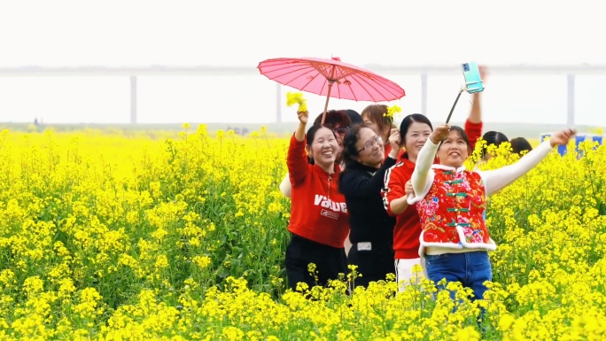 4K南昌扬子洲油菜花花田花海