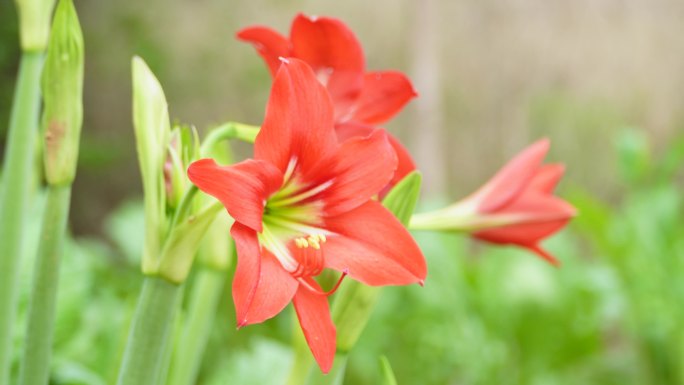 水仙花