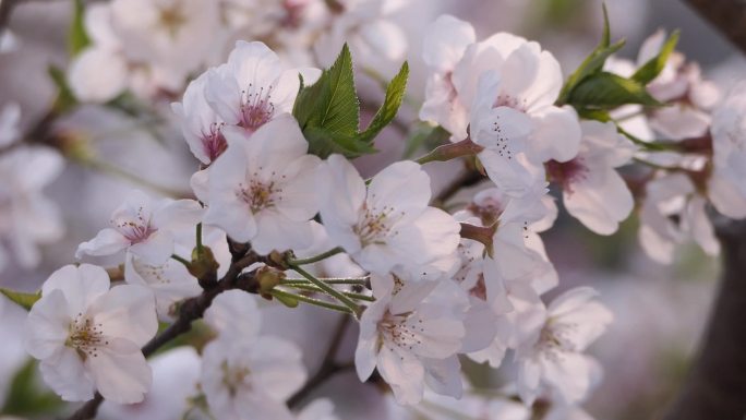 李花风中摇曳