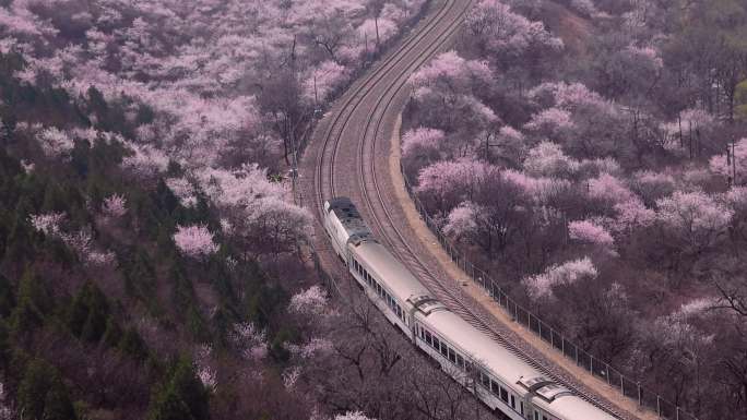 居庸关列车   列车双开 居庸关花海