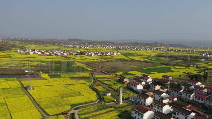 高铁穿过油菜花地航拍