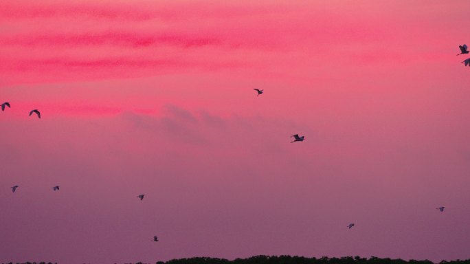 华丽天空白鹭展翅-高速摄影