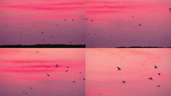 华丽天空白鹭展翅-高速摄影