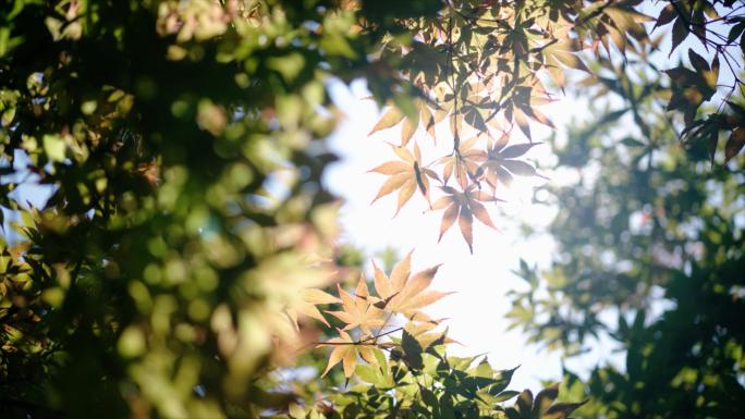 阳光透过枫叶 夏日小清新