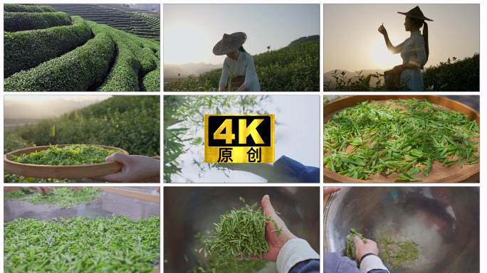 龙井茶园龙井茶 采茶做茶制茶 炒茶 茶道