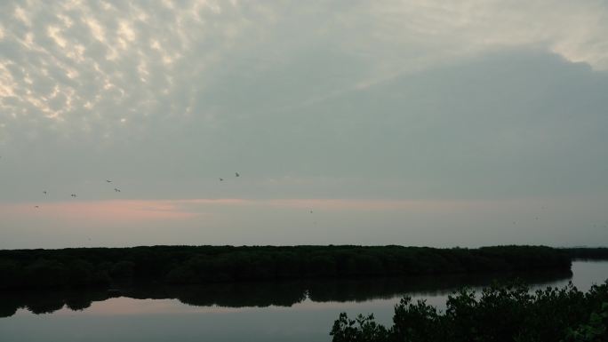 红树林清晨鸟飞