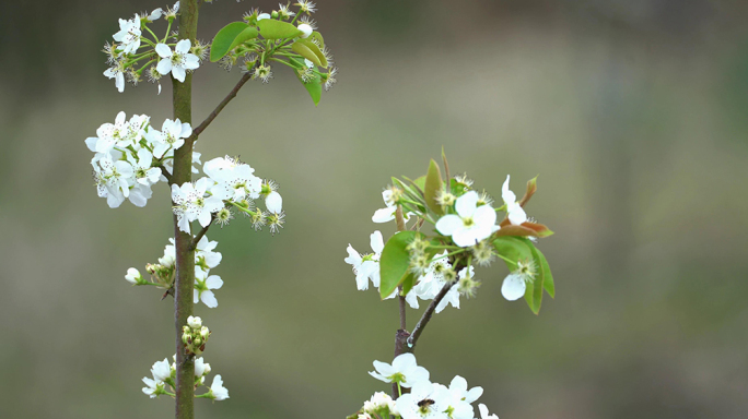 梨花春天蜜蜂花开花花瓣梨花梨花开