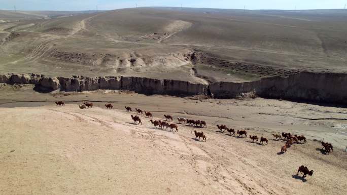 4k新疆沙漠骆驼队伍