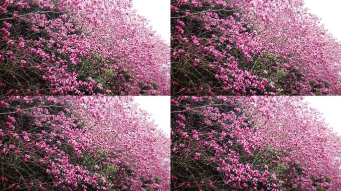 美丽的木兰树在春天开花
