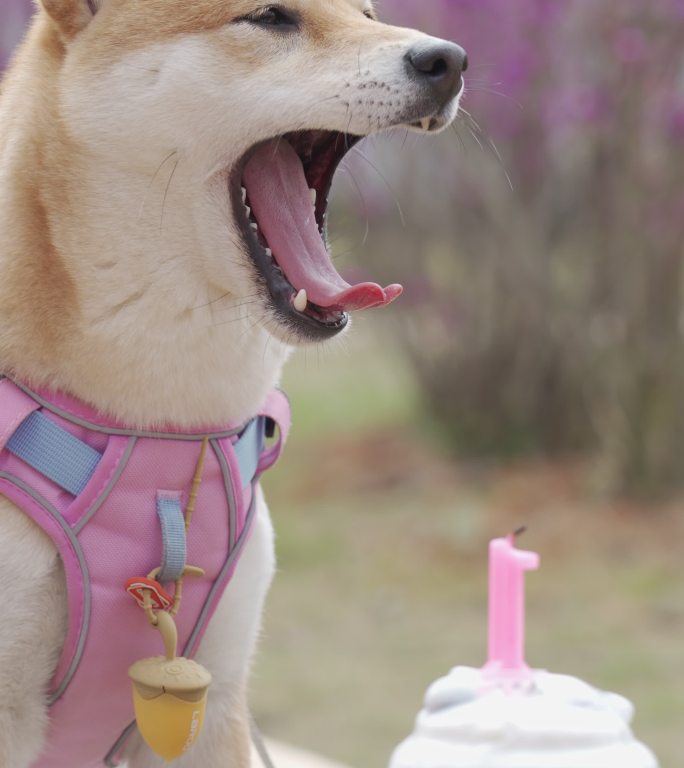 柴犬过生日吃蛋糕