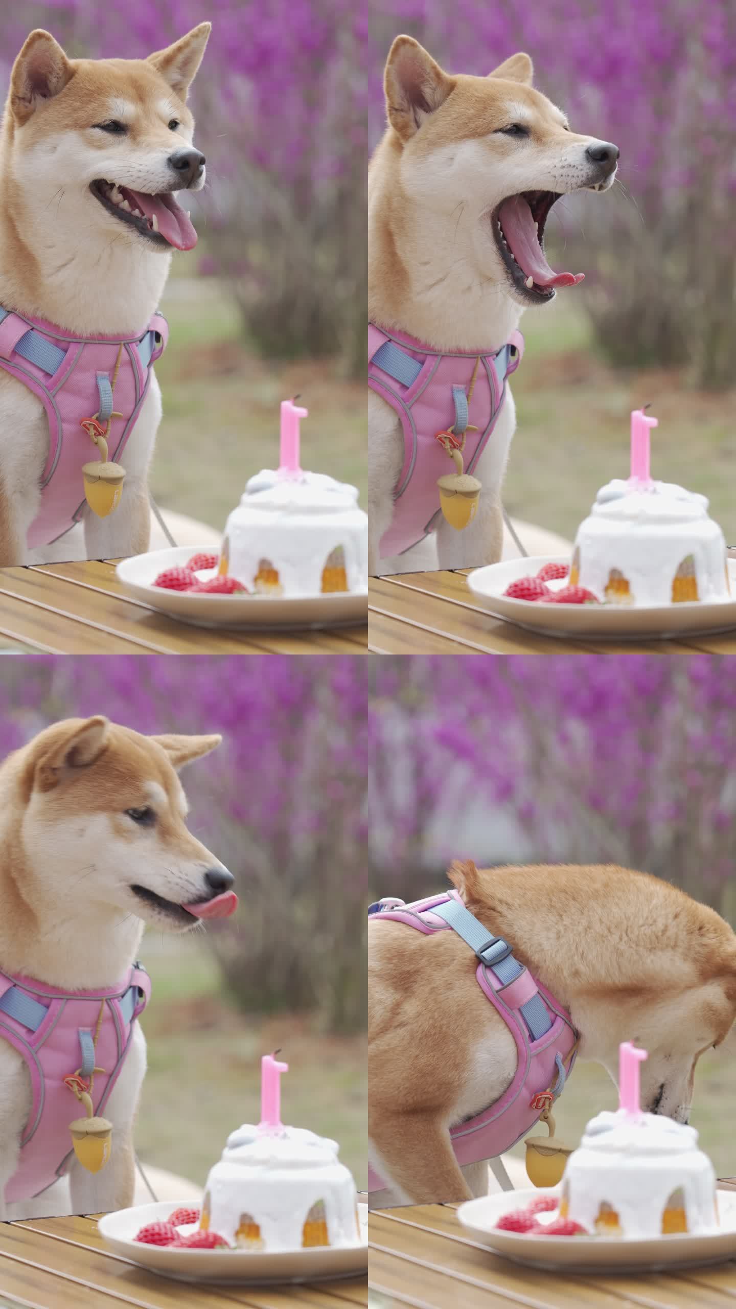 柴犬过生日吃蛋糕