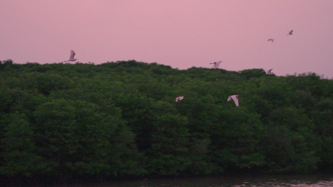 湿地清晨鸟飞-高速摄影