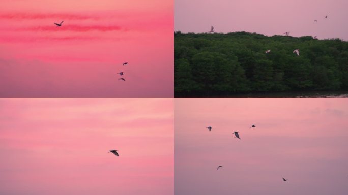 湿地清晨鸟飞-高速摄影