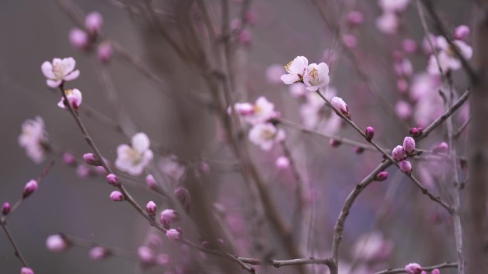 桃花 春天桃花盛开 花骨朵 含苞待放