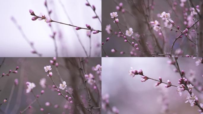 桃花 春天桃花盛开 花骨朵 含苞待放