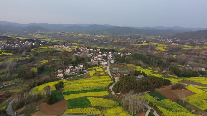 汉中油菜花航拍