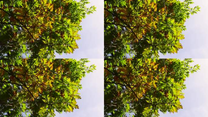秋天变黄的橡树叶子