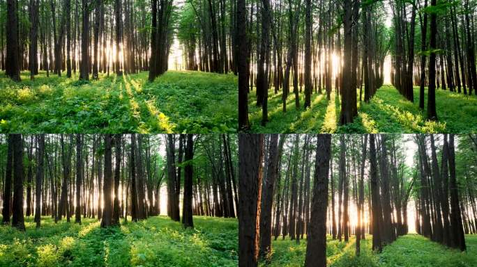 （合集）春天绿色森林阳光光束光影治愈风景
