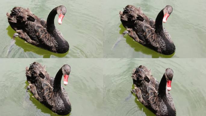 湖水中的黑天鹅特写镜头