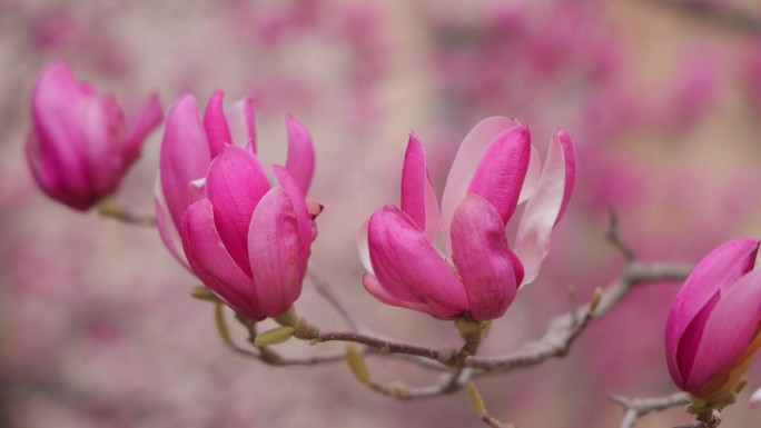 粉红色的木兰在春天