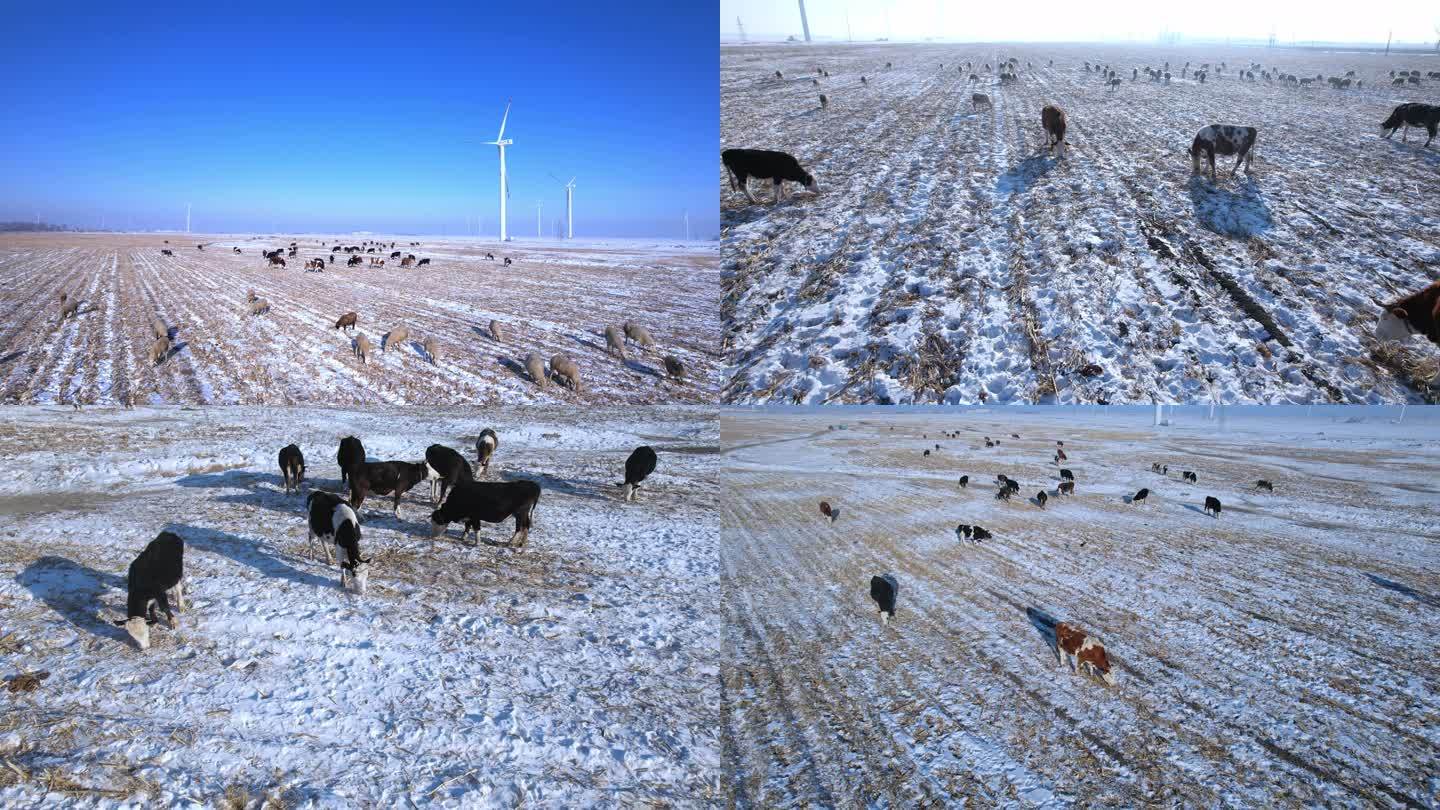 东北地域寒冬中的牛羊