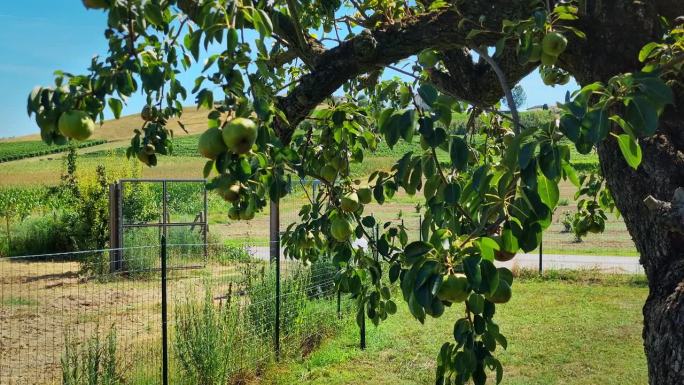 意大利皮埃蒙特costagnation绿色田野里的梨树