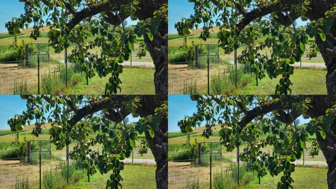 意大利皮埃蒙特costagnation绿色田野里的梨树