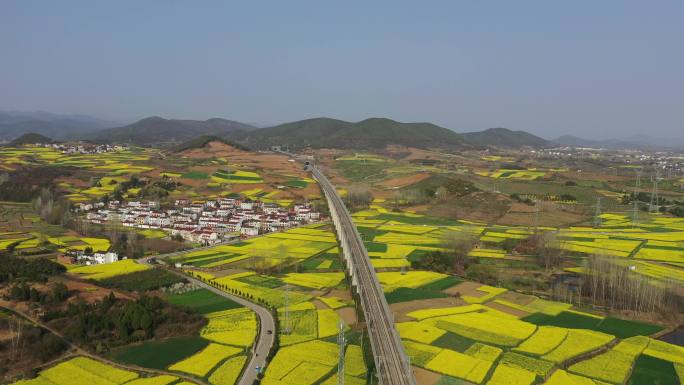 高铁穿过油菜花地航拍