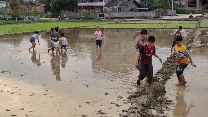 稻田嬉戏小学生水田玩水田玩耍泥浆小孩打闹