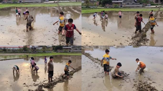 稻田嬉戏小学生水田玩水田玩耍泥浆小孩打闹