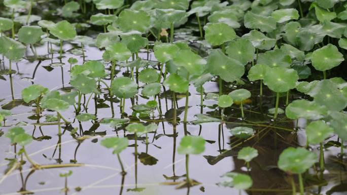 金钱草、铺地莲