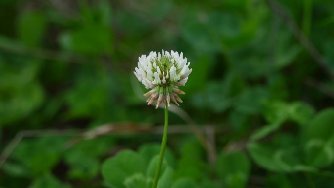 马鞭花