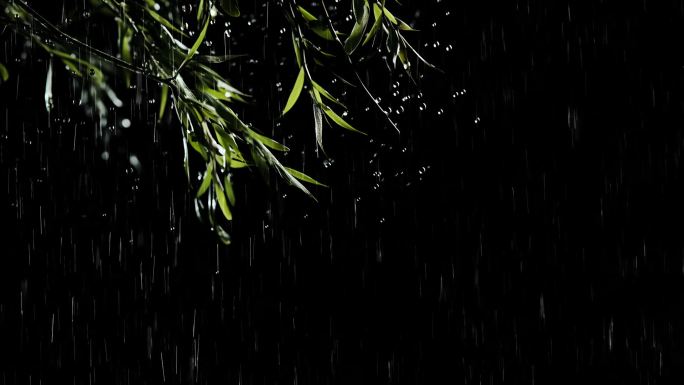 风雨中摇曳的柳枝条