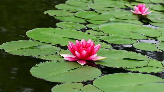 夏天池塘中的睡莲花特写镜头