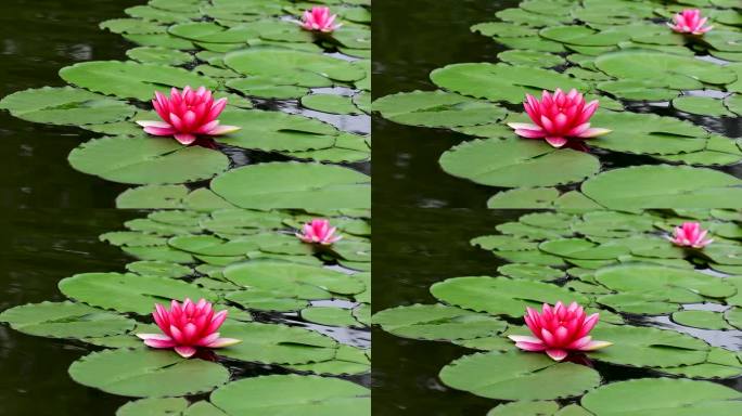 夏天池塘中的睡莲花特写镜头