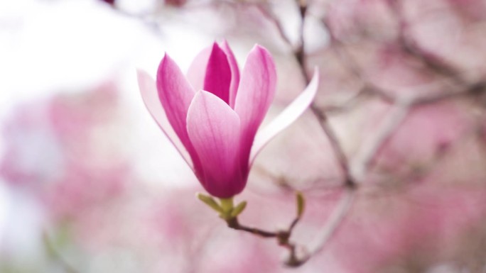 春天的木兰花花香花园花朵