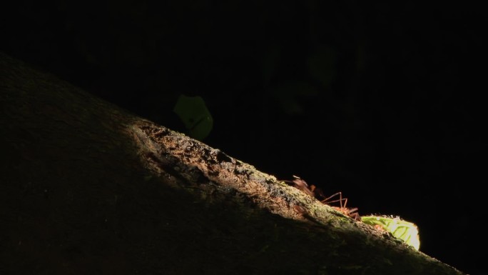 切叶蚁在黑色背景前沿树枝搬运树叶的特写。在南美洲厄瓜多尔的雨林里