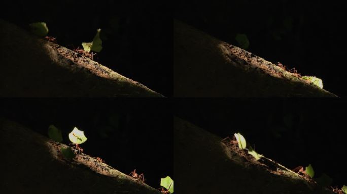 切叶蚁在黑色背景前沿树枝搬运树叶的特写。在南美洲厄瓜多尔的雨林里