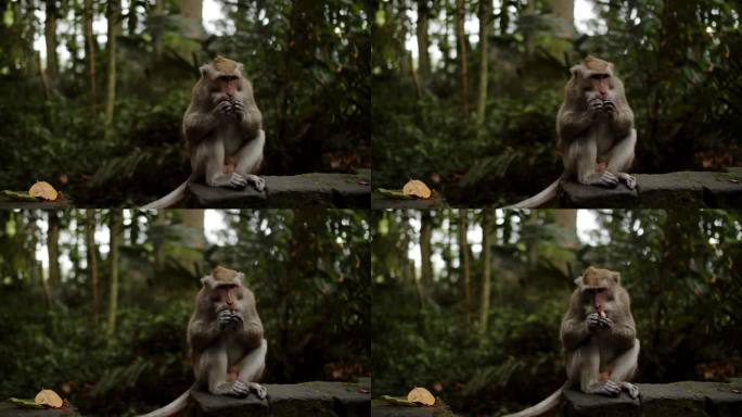 一只猴子坐在靠着灌木丛的一块石头上吃花生。