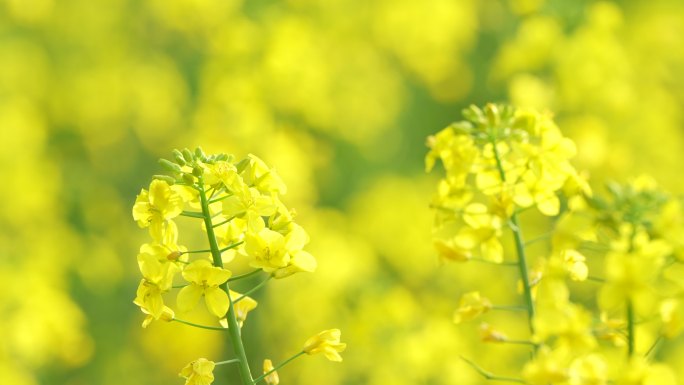 春日油菜花