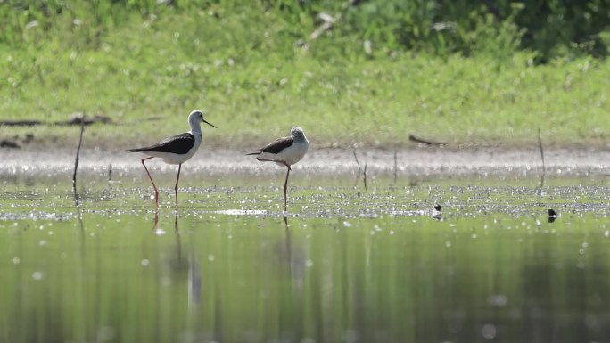 夏季的湿地上，两只黑翅高跷在休息(人猿)