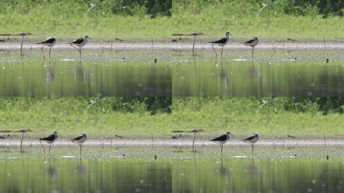 夏季的湿地上，两只黑翅高跷在休息(人猿)
