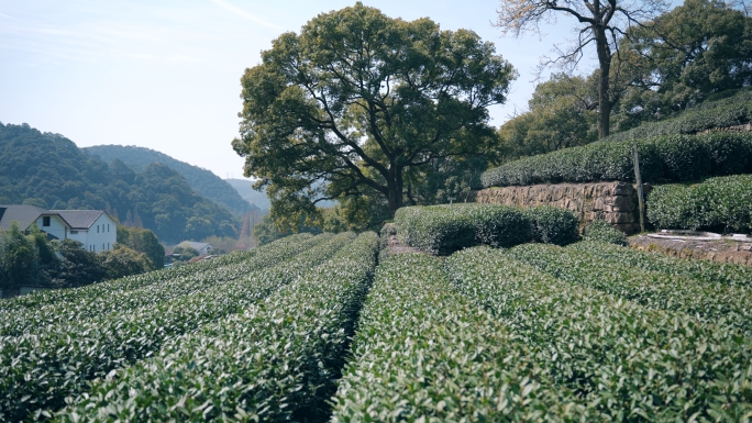 茶茶园茶田茶叶