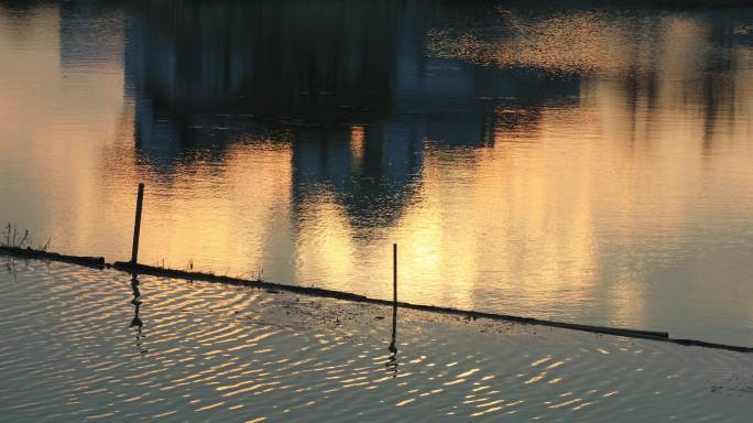 傍晚夕阳照耀下金色的水面倒影形成天然油画