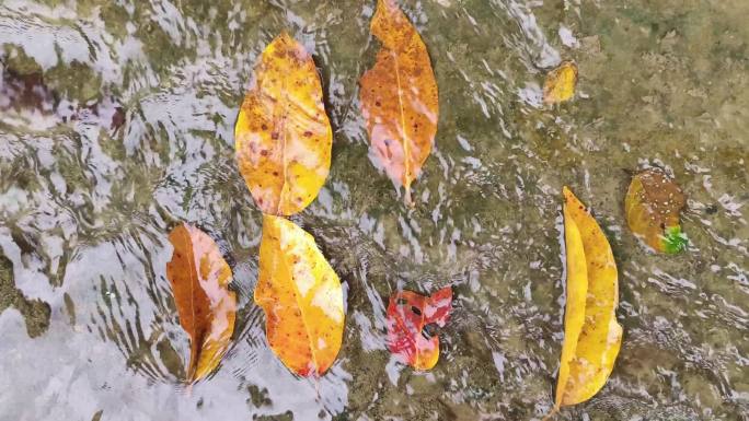 红枫叶水波水纹 秋 秋分立秋白露寒露红叶