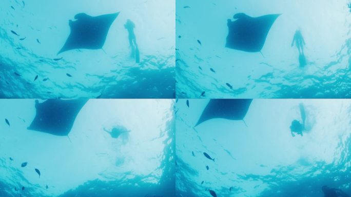 一名女自由潜水者与巨大的海洋蝠鲼或蝠鲼一起在海里游泳