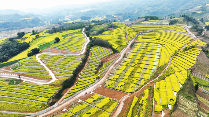 美丽乡村田园风光油菜花田现代农业园