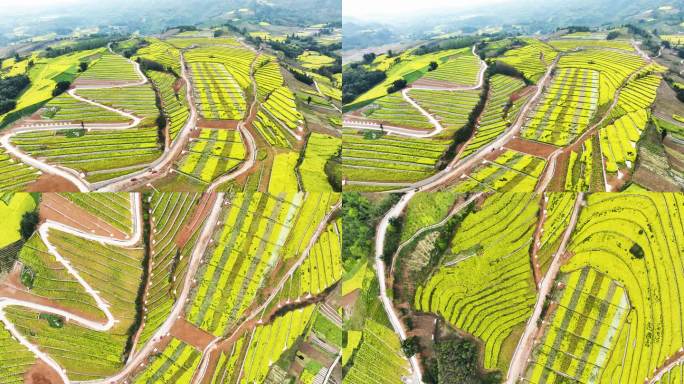 美丽乡村田园风光油菜花田现代农业园