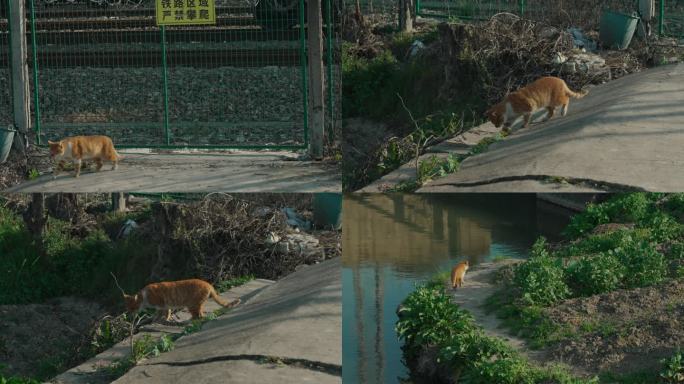 铁路旁野外流浪猫