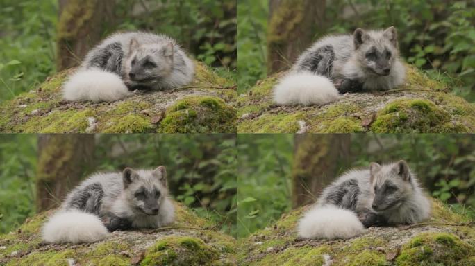 北极狐(Vulpes lagopus)也被称为白狐、北极狐或雪狐。生活在北半球的北极地区和整个北极苔